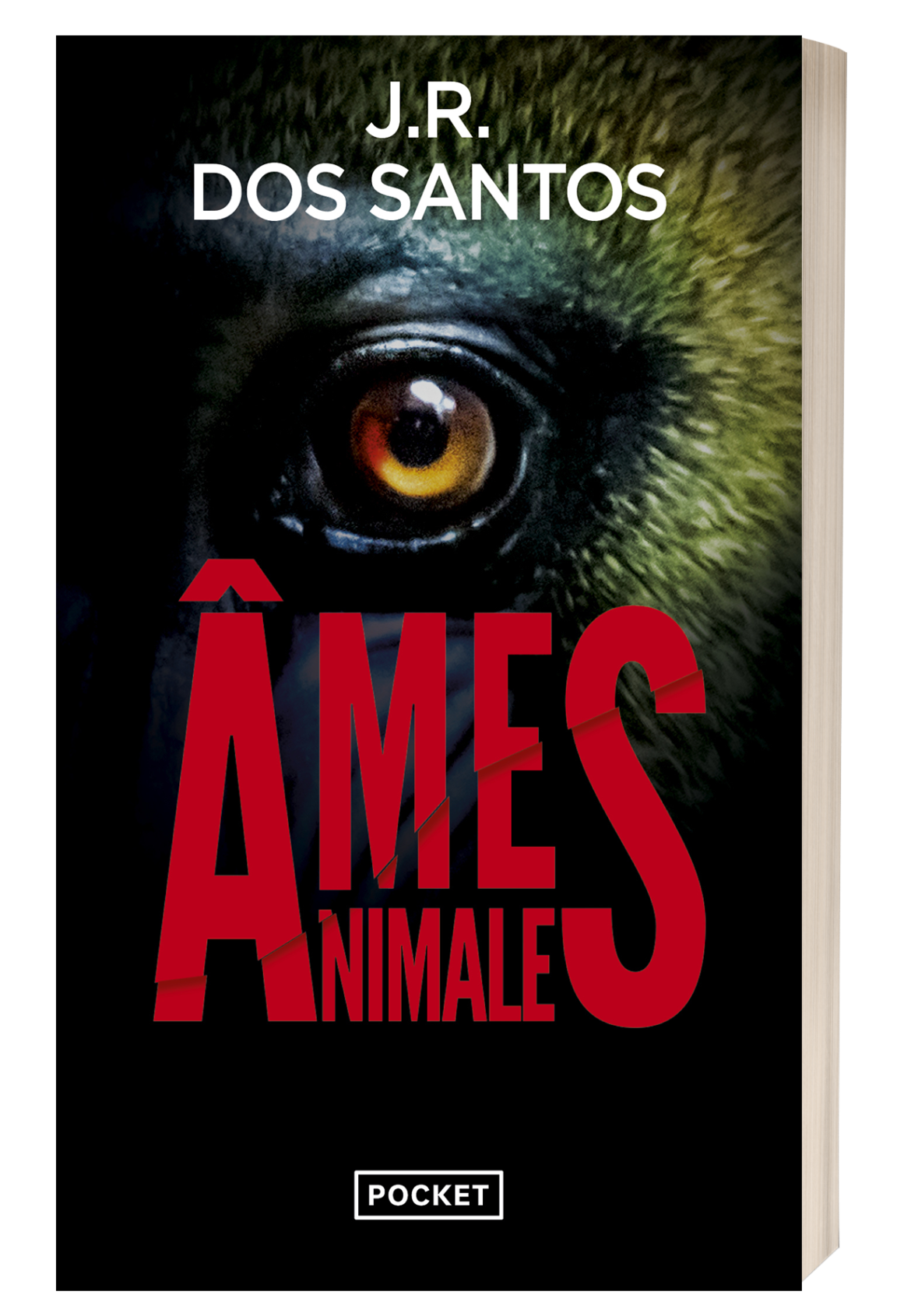 Ames-animales.png-2.png